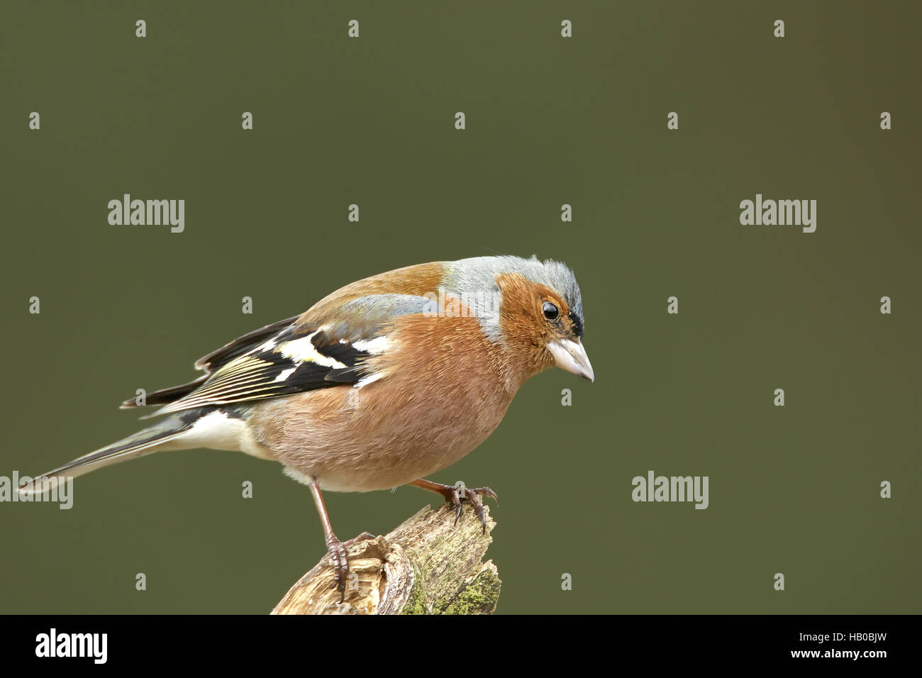 Common Chaffinch Stock Photo