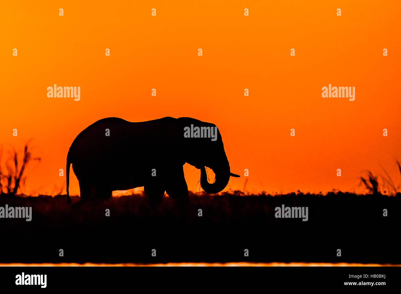 Silhouette of an Elephant Stock Photo - Alamy