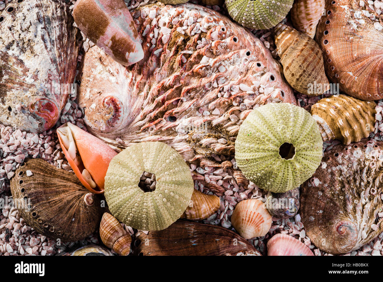 Up close view of a mix of seashells Stock Photo