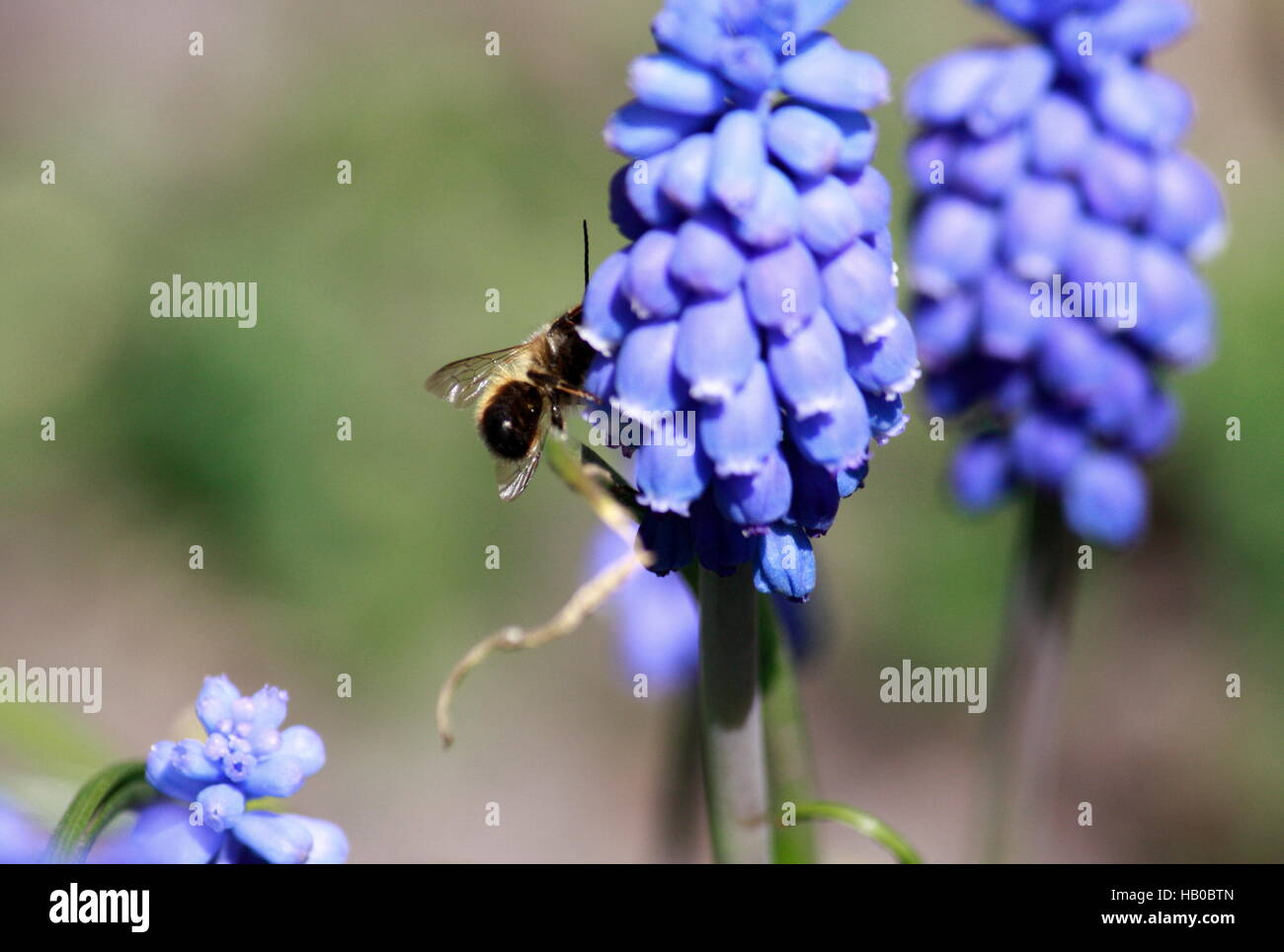 Grape with bee Stock Photo Alamy