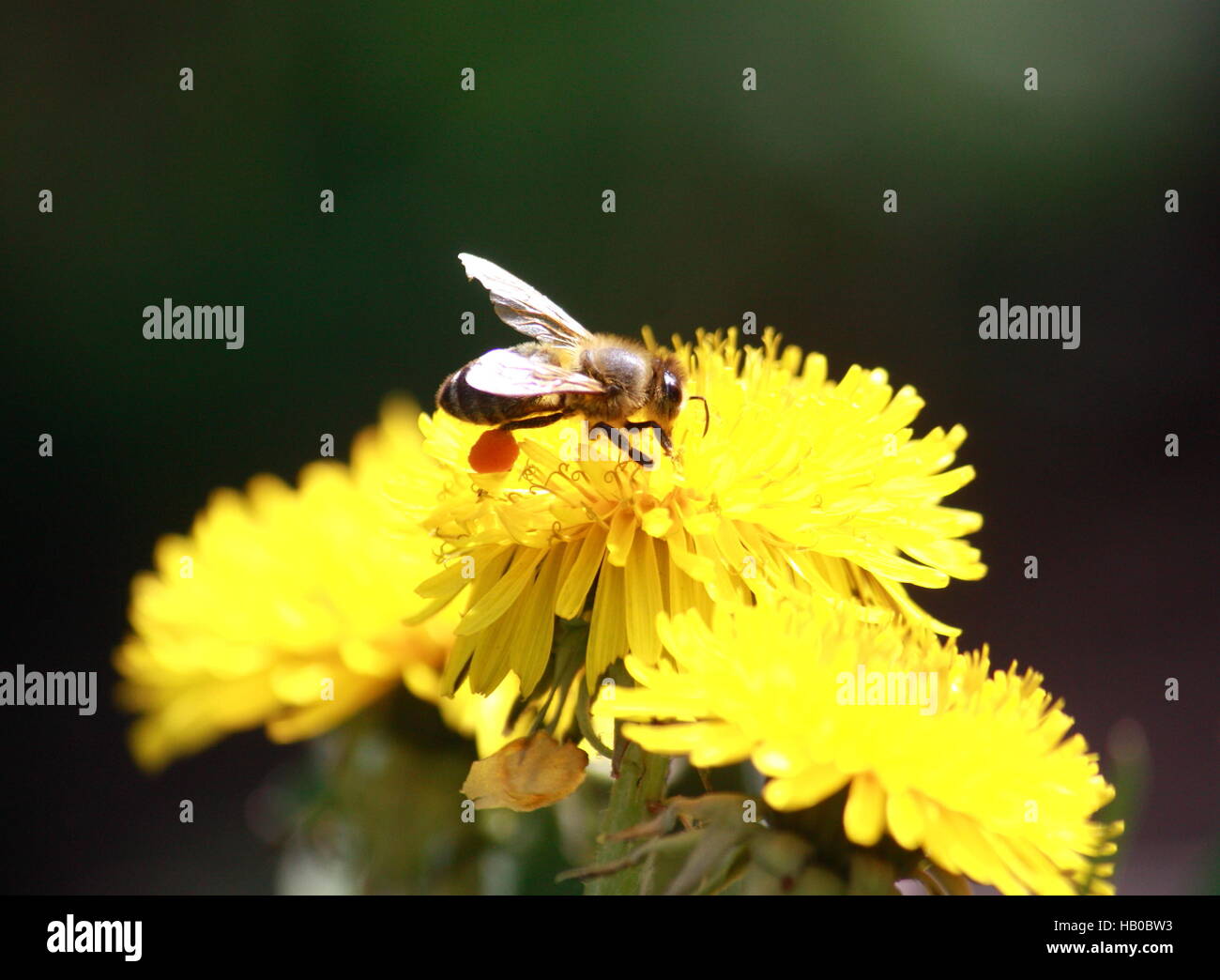Bee with pollen dandelion flower Stock Photo Alamy