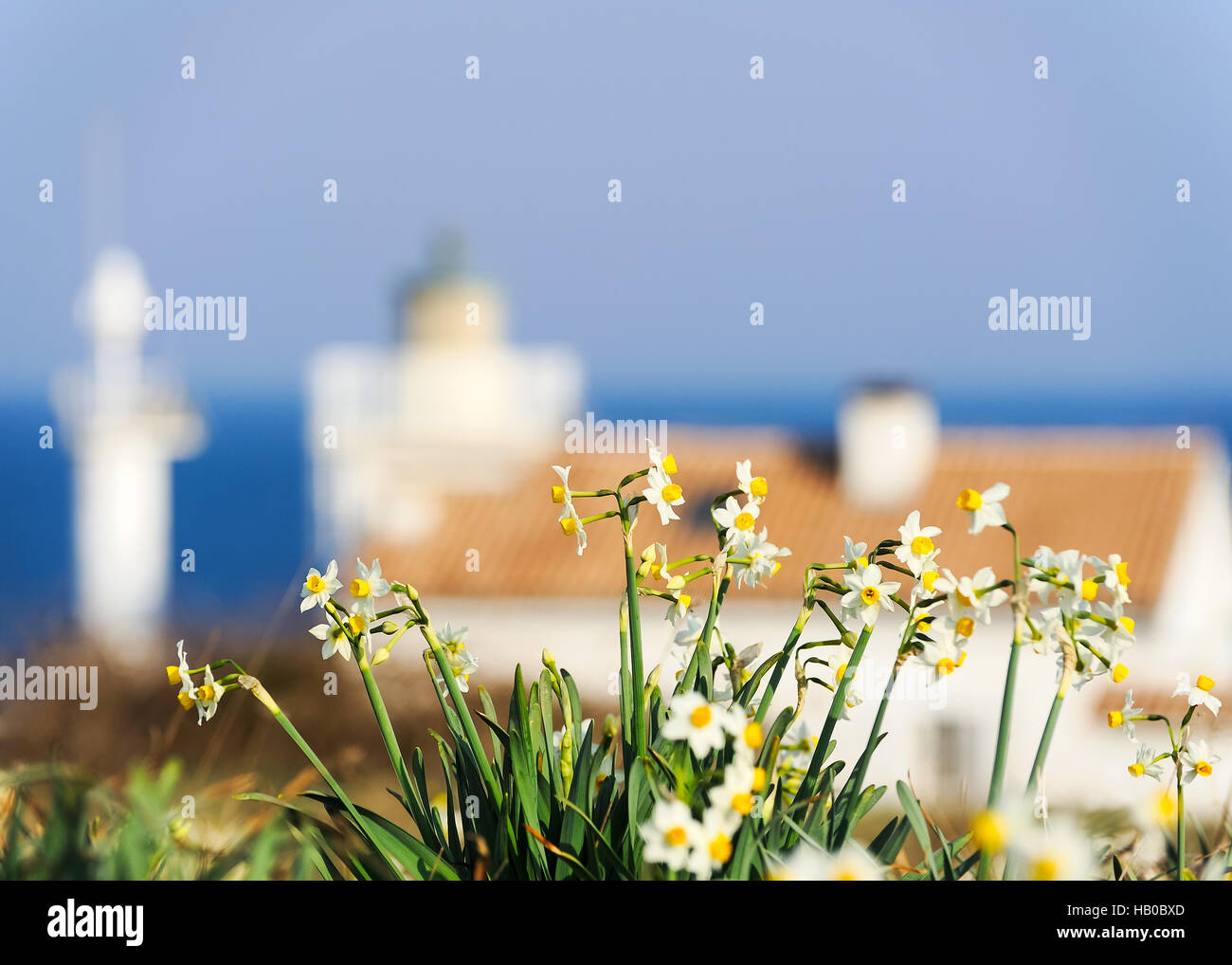 White narcissus by sea with lighthouse Stock Photo