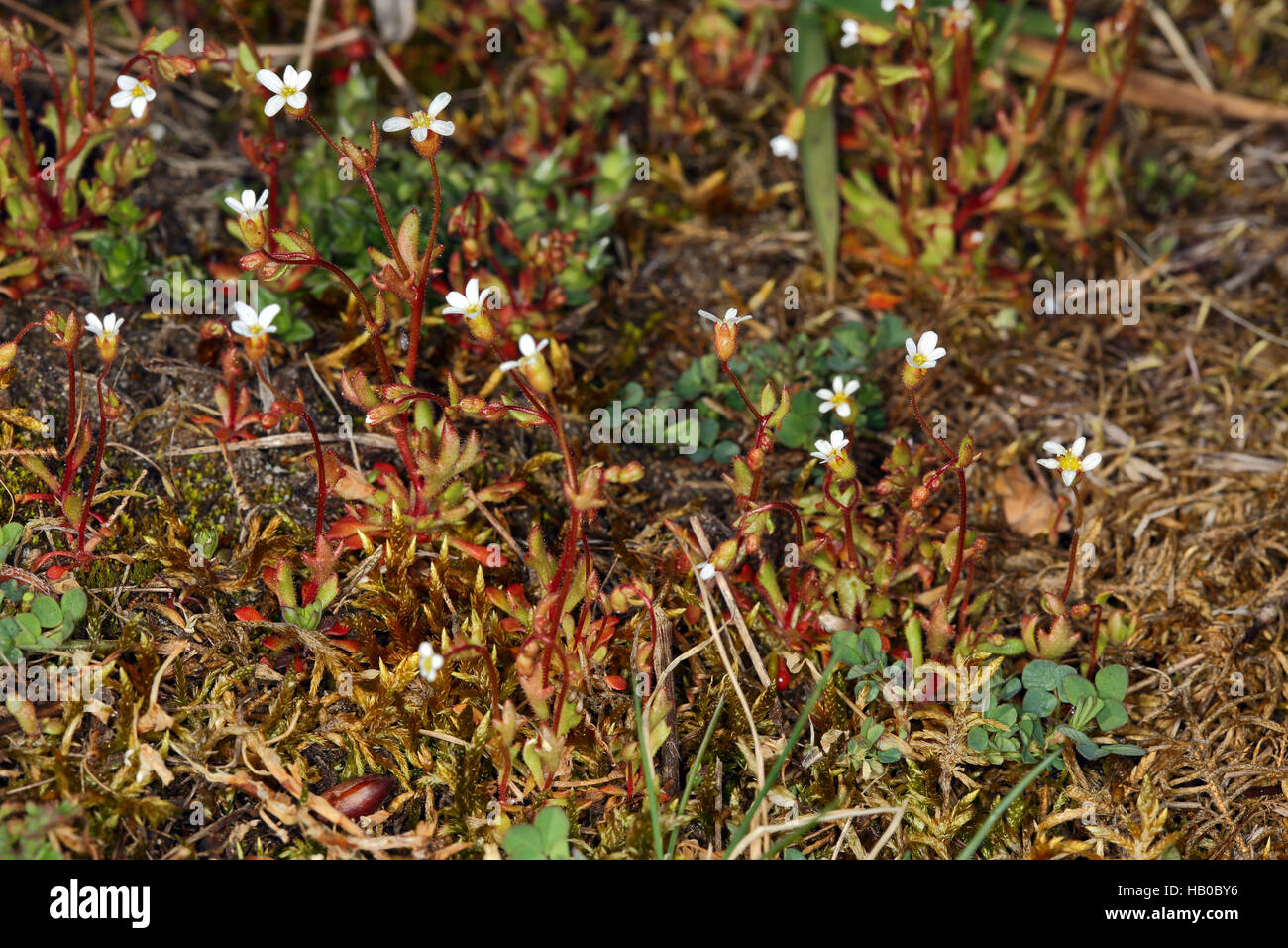 Rue-leaved saxifrage, Saxifraga tridactylites Stock Photo