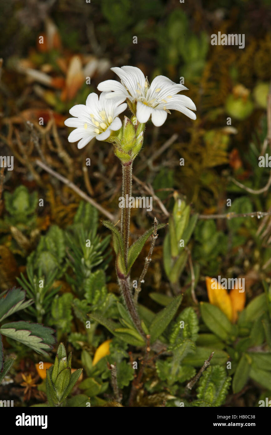 Field chickweed, Cerastium arvense Stock Photo