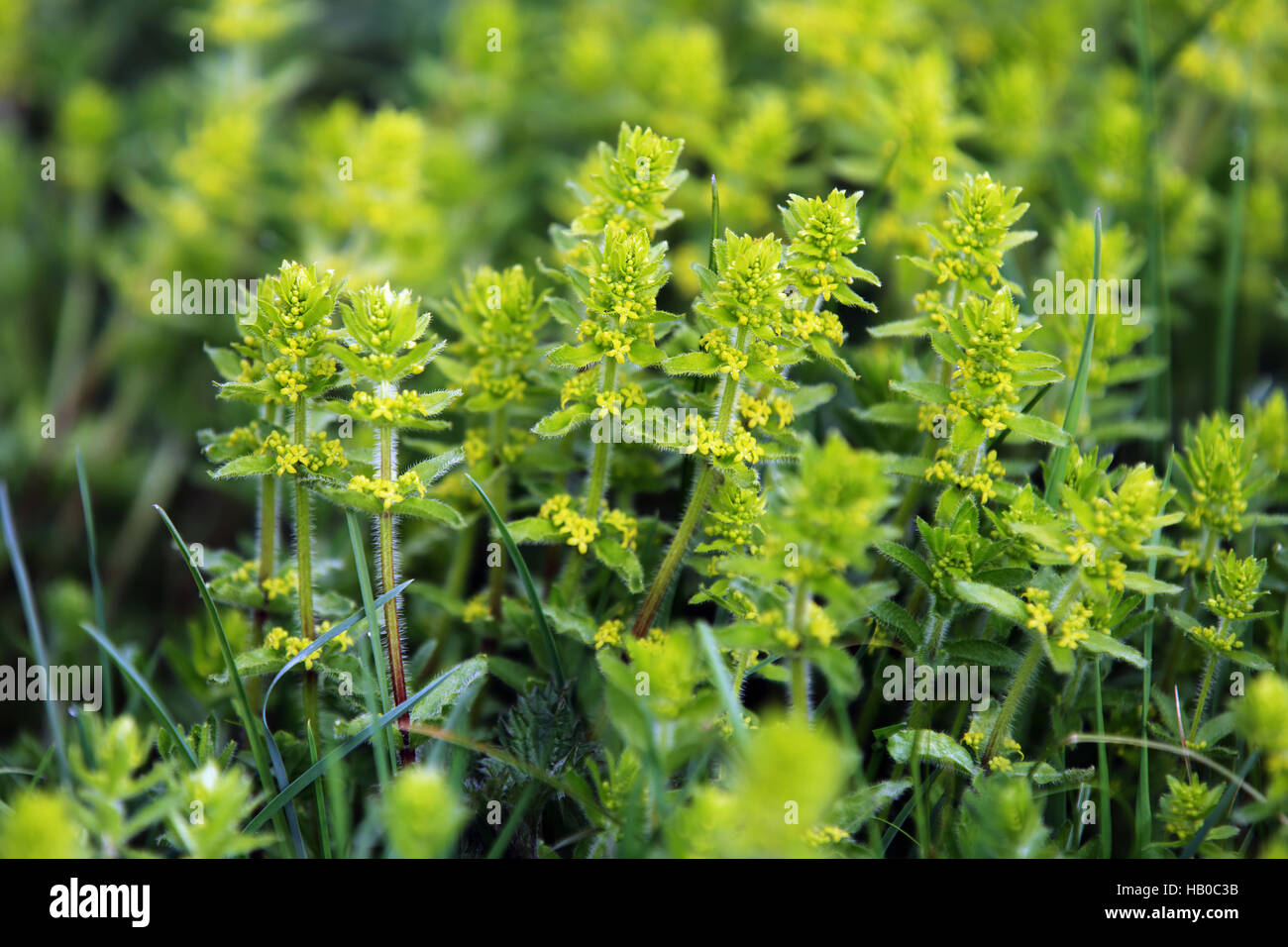 Crosswort, Smooth bedstraw, Cruciata laevipes Stock Photo