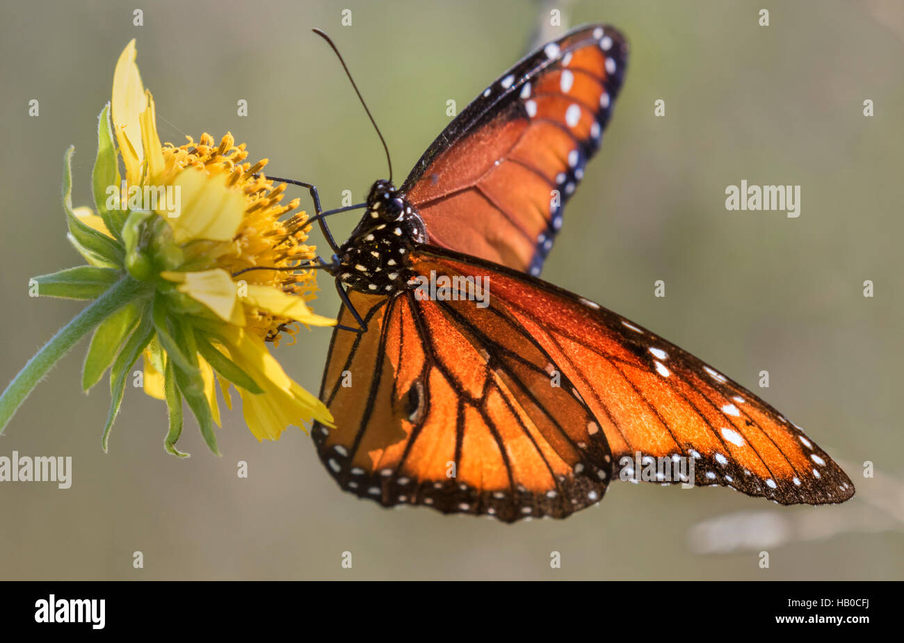 Danaus hires stock photography and images Alamy