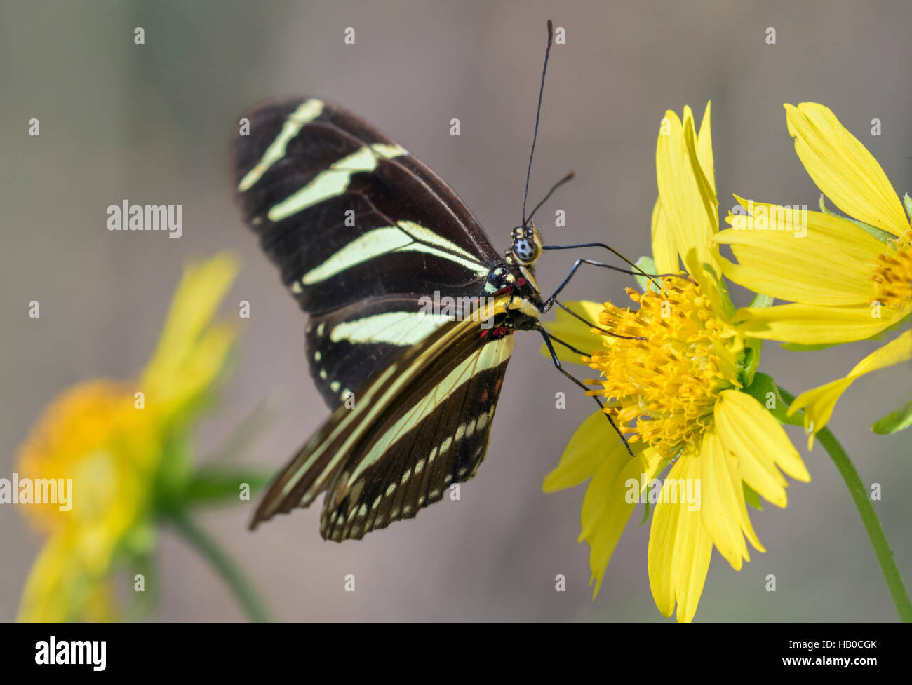 Zebra Longwing Butterfly (Heliconius charitonius) feeding in a sunny meadow, Aransas, Texas, USA Stock Photo