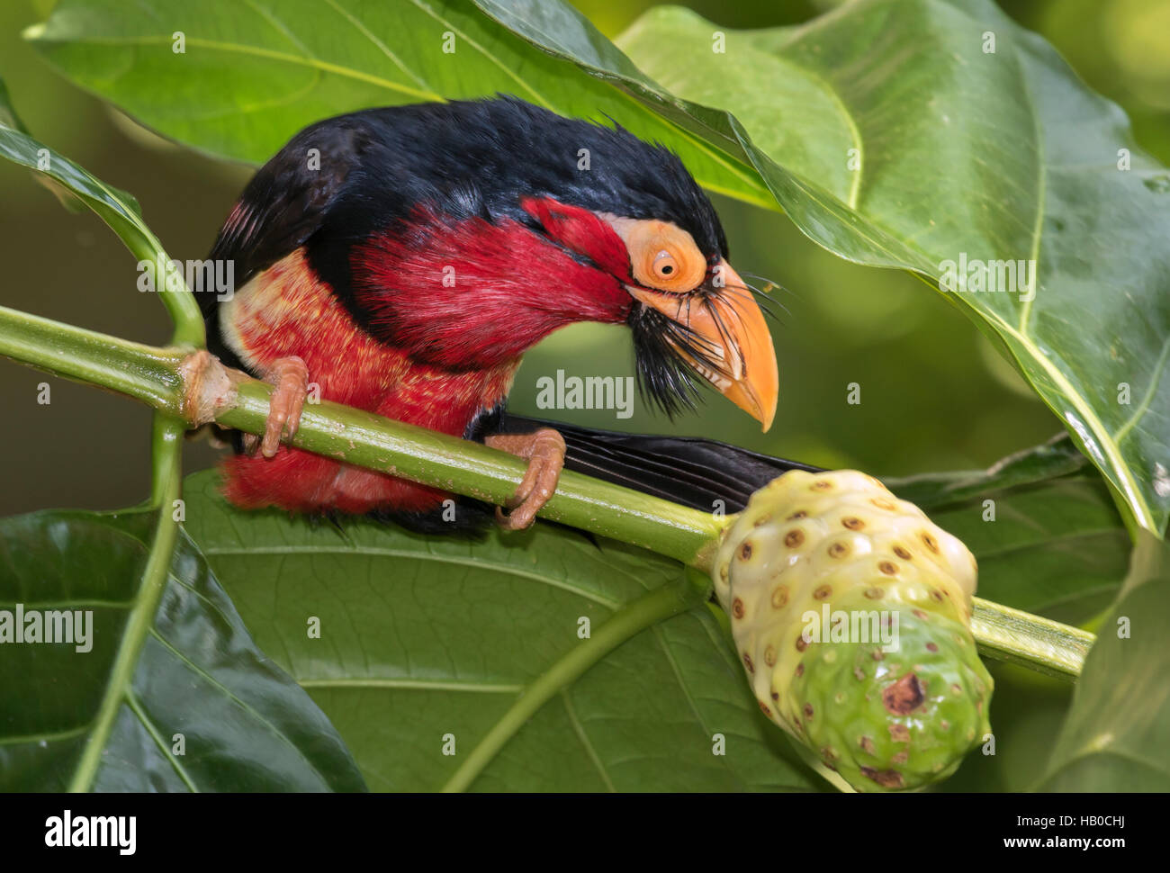 Bearded barbet (Lybius dubius) looking at a fruit, captive (native to western Africa) Stock Photo