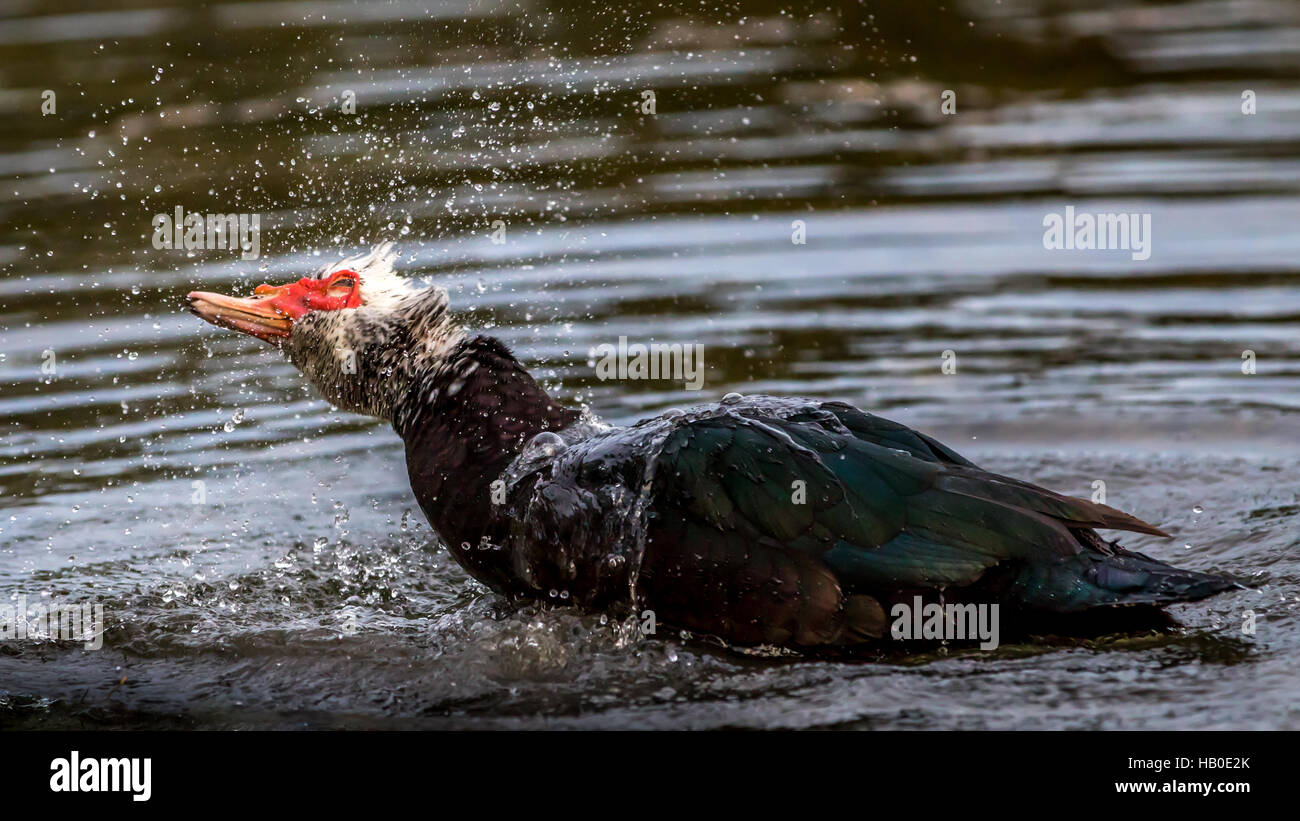 Muscovy Duck (Cairina moschata) Bathing, Lake at The Hammocks, Kendall