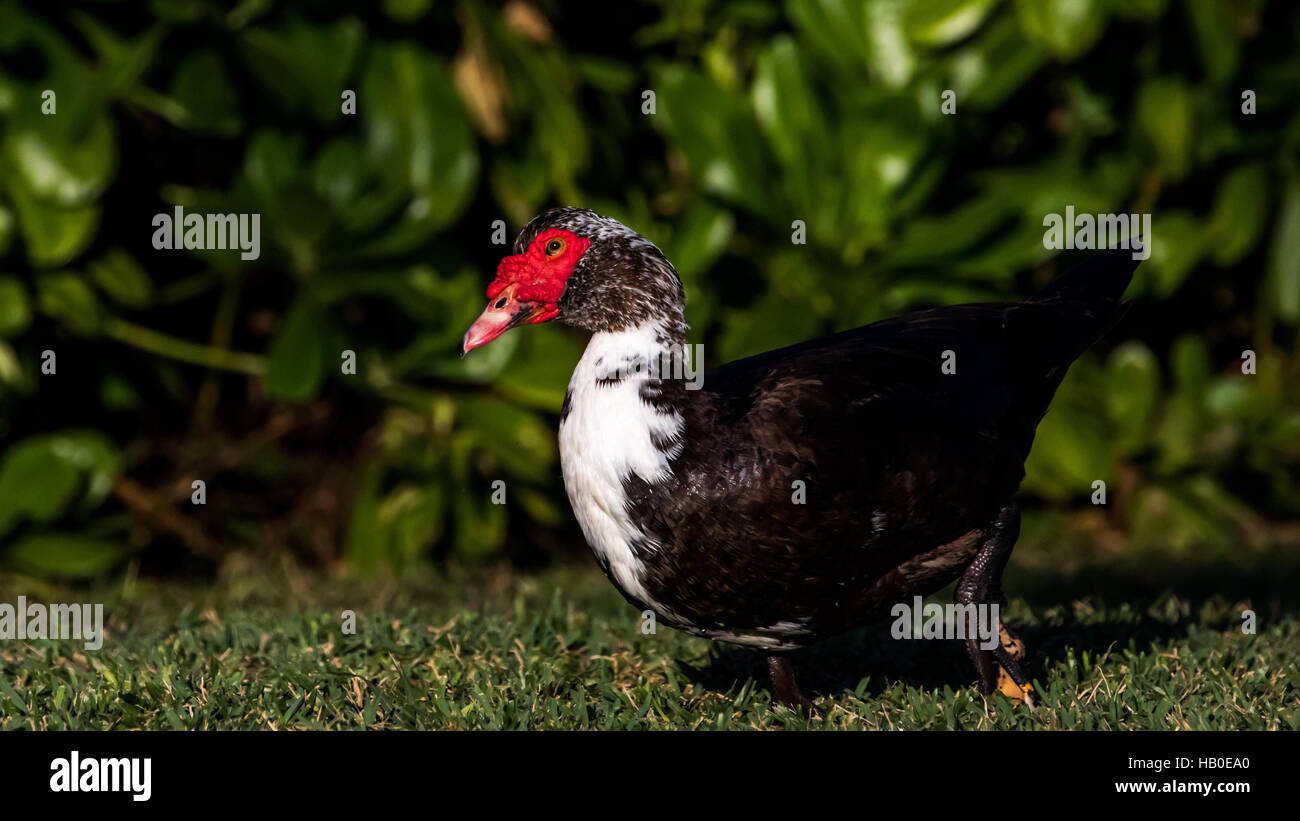 Muscovy Duck (Cairina moschata), Lake at The Hammocks, Kendall, Florida