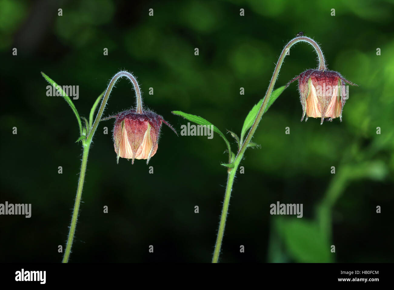 Water avens, Geum rivale Stock Photo