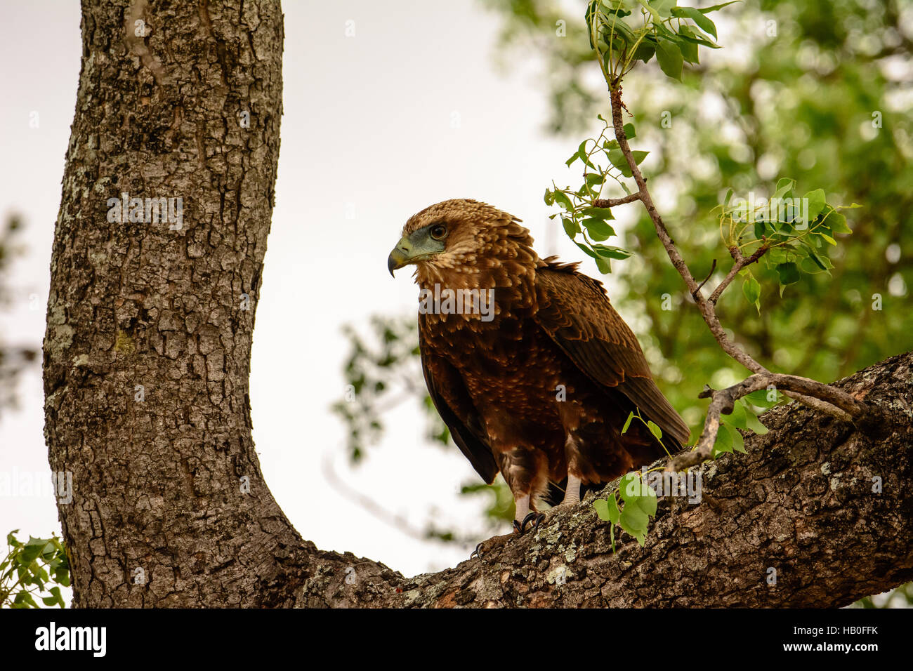 Wahlberg's Eagle in a tree Stock Photo