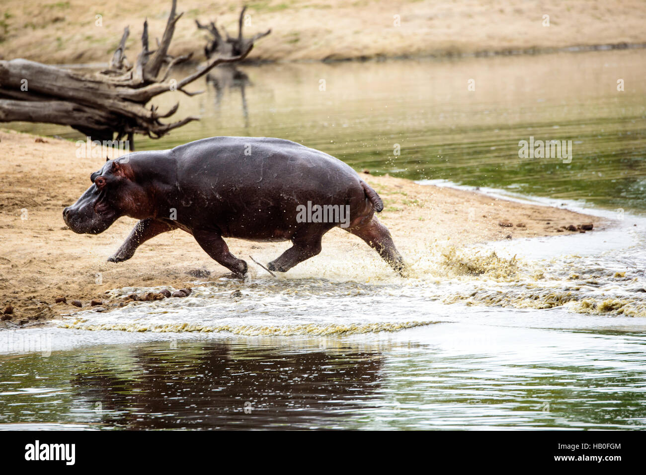 Hippo rushing out of the water at great speed Stock Photo