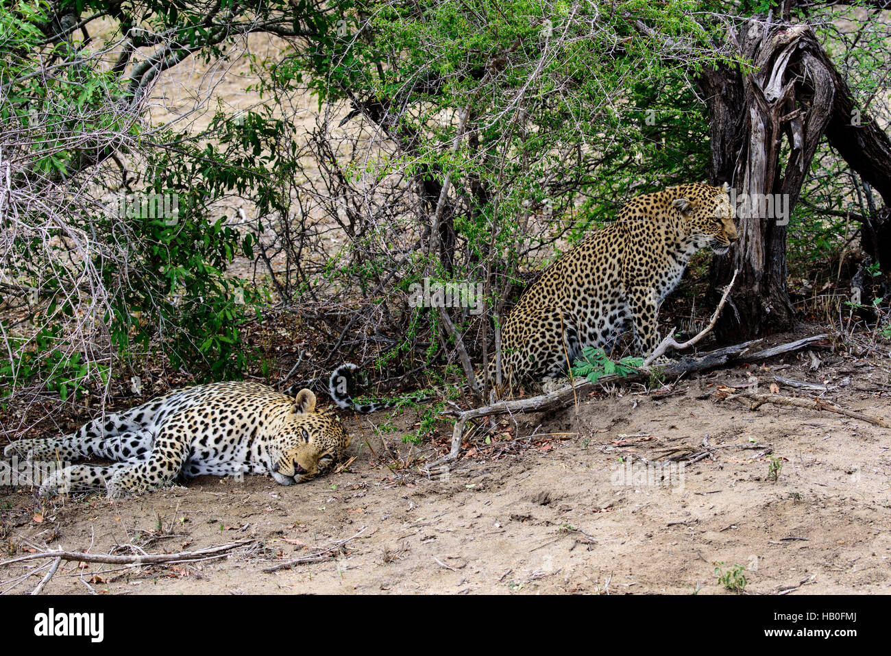 Animals leopards hi-res stock photography and images - Page 2 - Alamy Animals leopards hi-res stock photography and images - Page 2 - Alamy