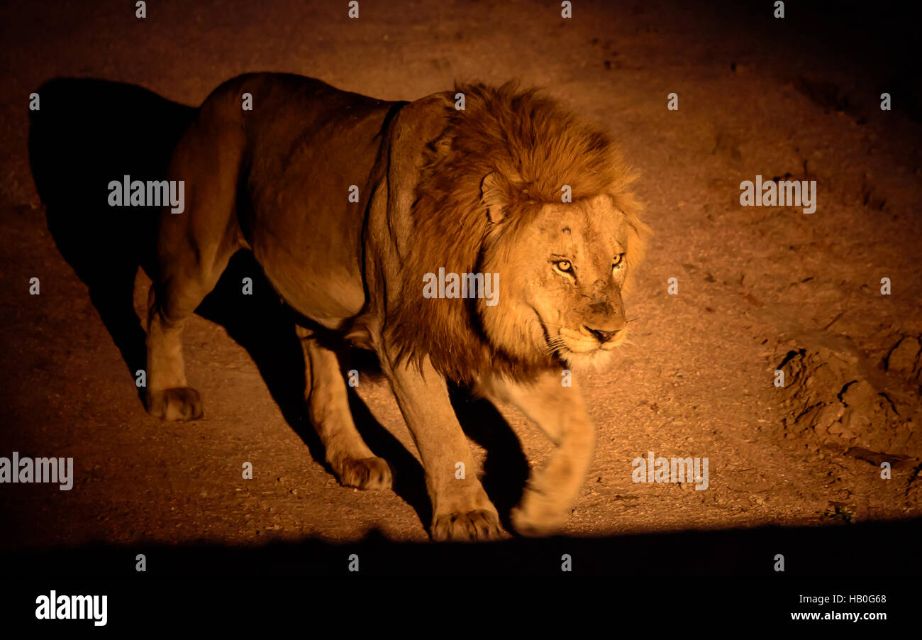 Lion approaching in the night Stock Photo