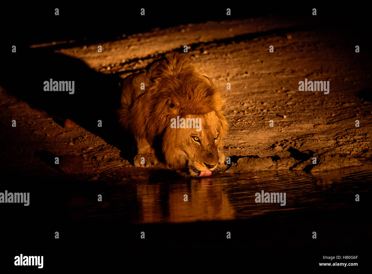 Lion drinking at the waterhole at night Stock Photo