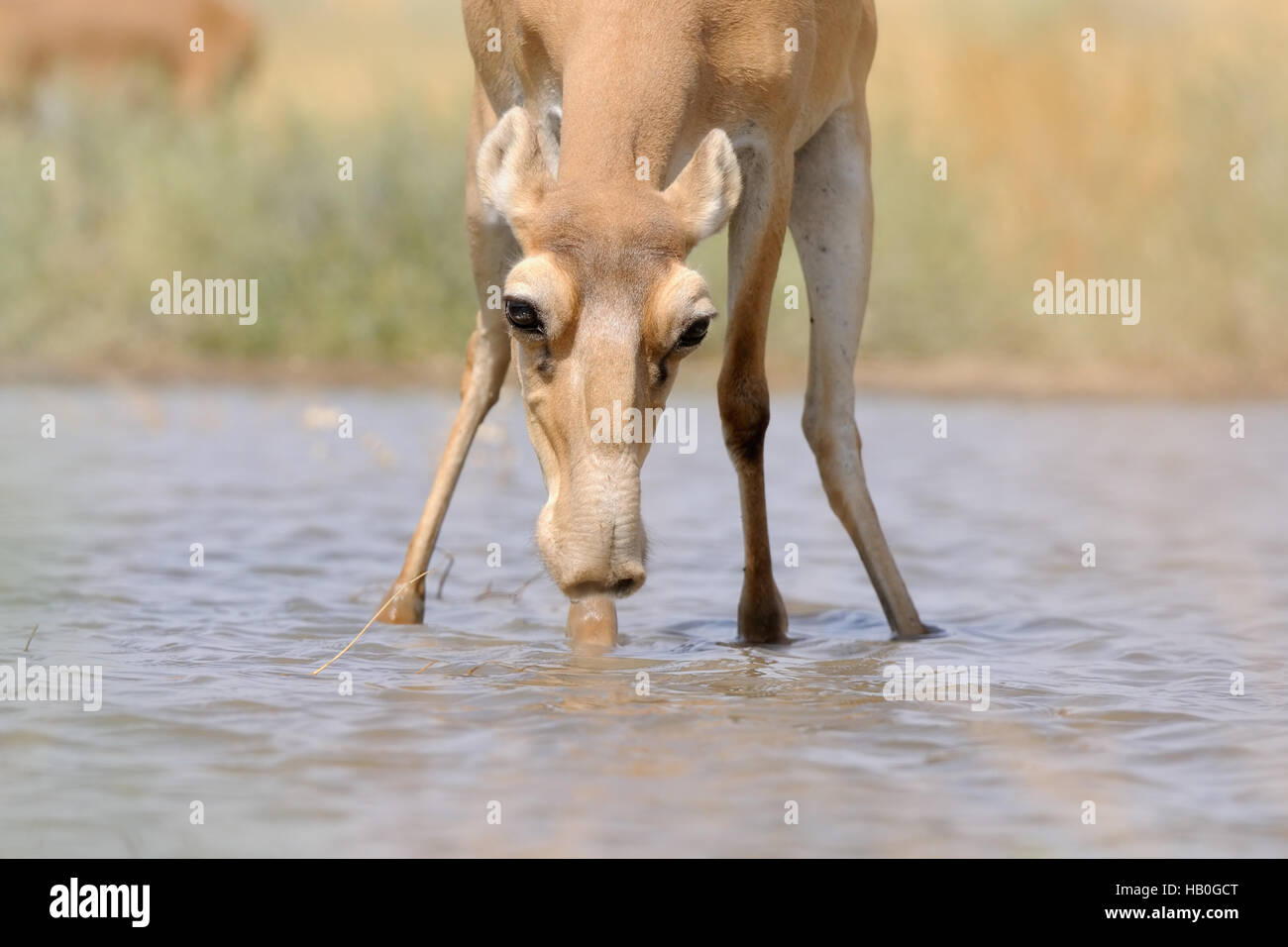 Wild female Saiga antelope (Saiga tatarica) at the watering place in the steppe. Federal nature reserve Mekletinskii, Kalmykia, Russia, August, 2015 Stock Photo