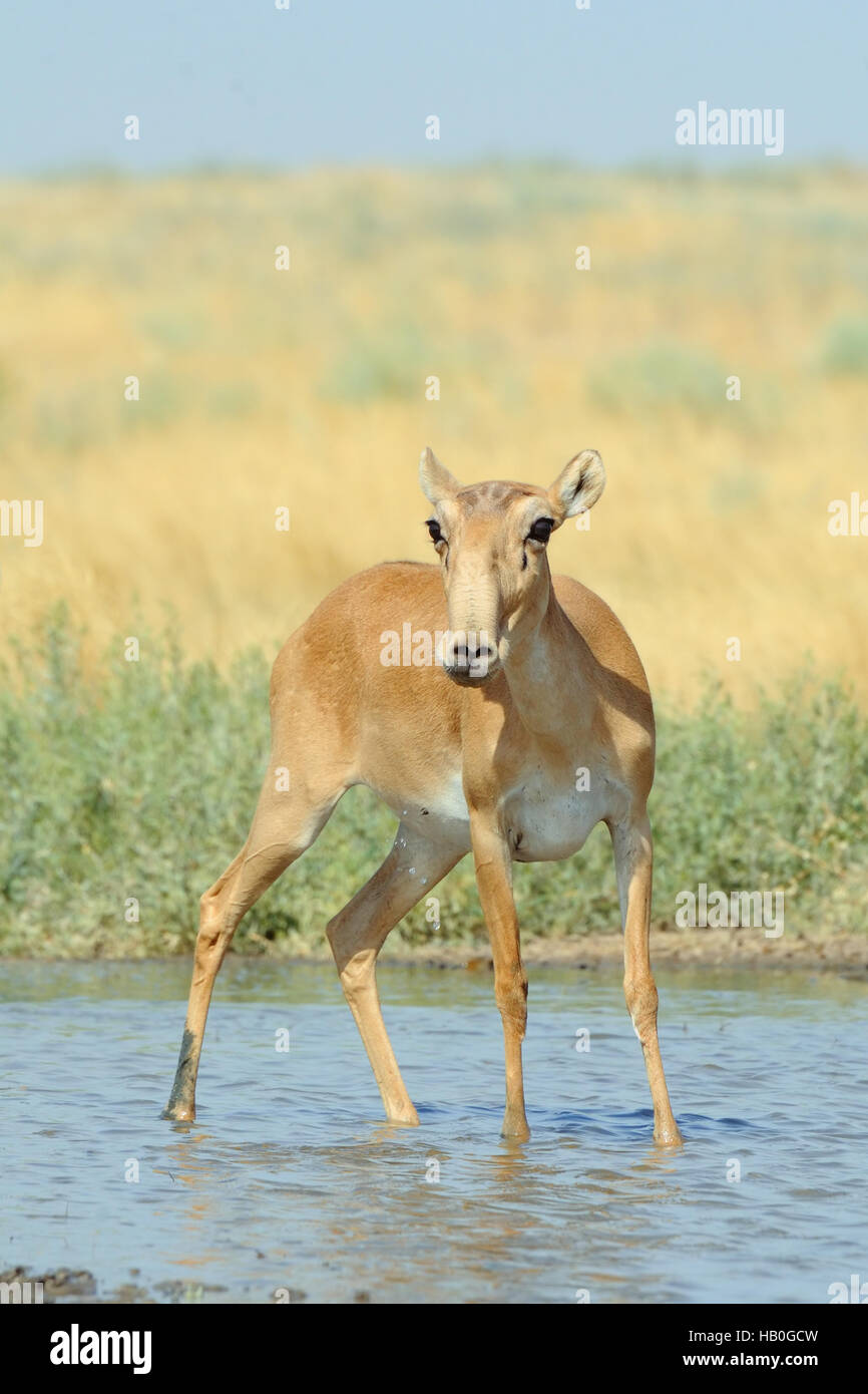 Wild female Saiga antelope (Saiga tatarica) at the watering place in the steppe. Federal nature reserve Mekletinskii, Kalmykia, Russia, August, 2015 Stock Photo