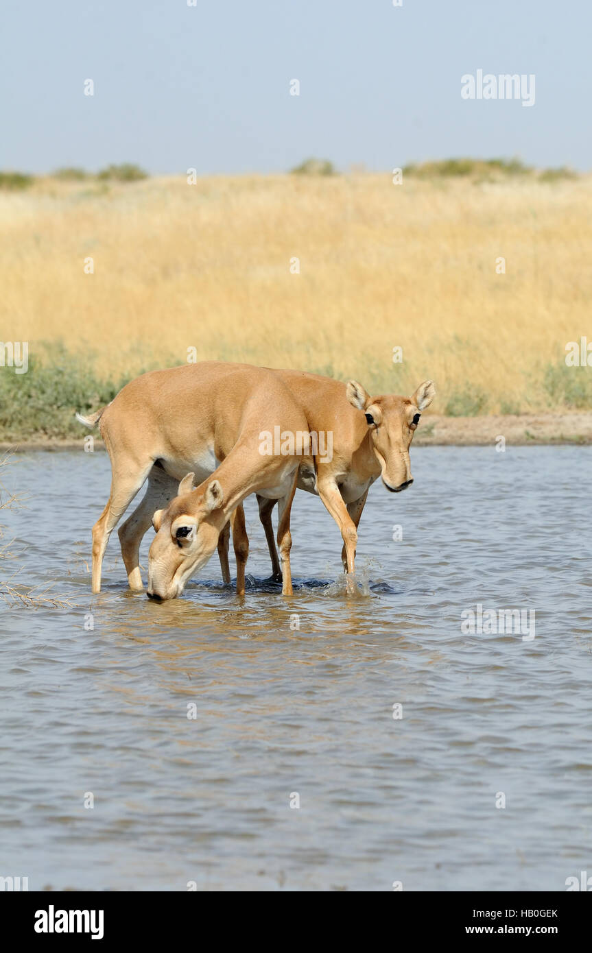 Wild Saiga antelopes (Saiga tatarica) at the watering place in the steppe. Federal nature reserve Mekletinskii, Kalmykia, Russia, August, 2015 Stock Photo