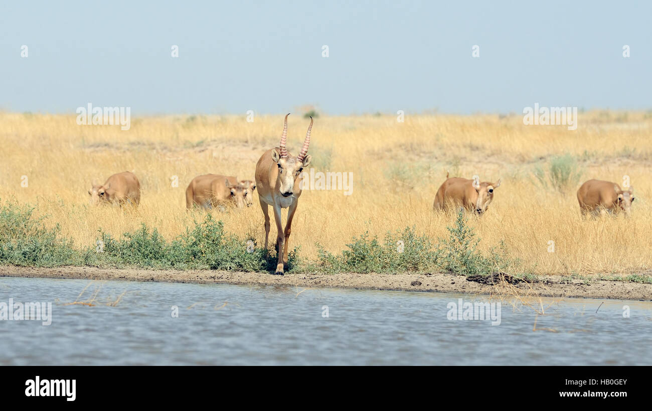 Wild Saiga antelopes (Saiga tatarica) at the watering place in the steppe. Federal nature reserve Mekletinskii, Kalmykia, Russia, August, 2015 Stock Photo