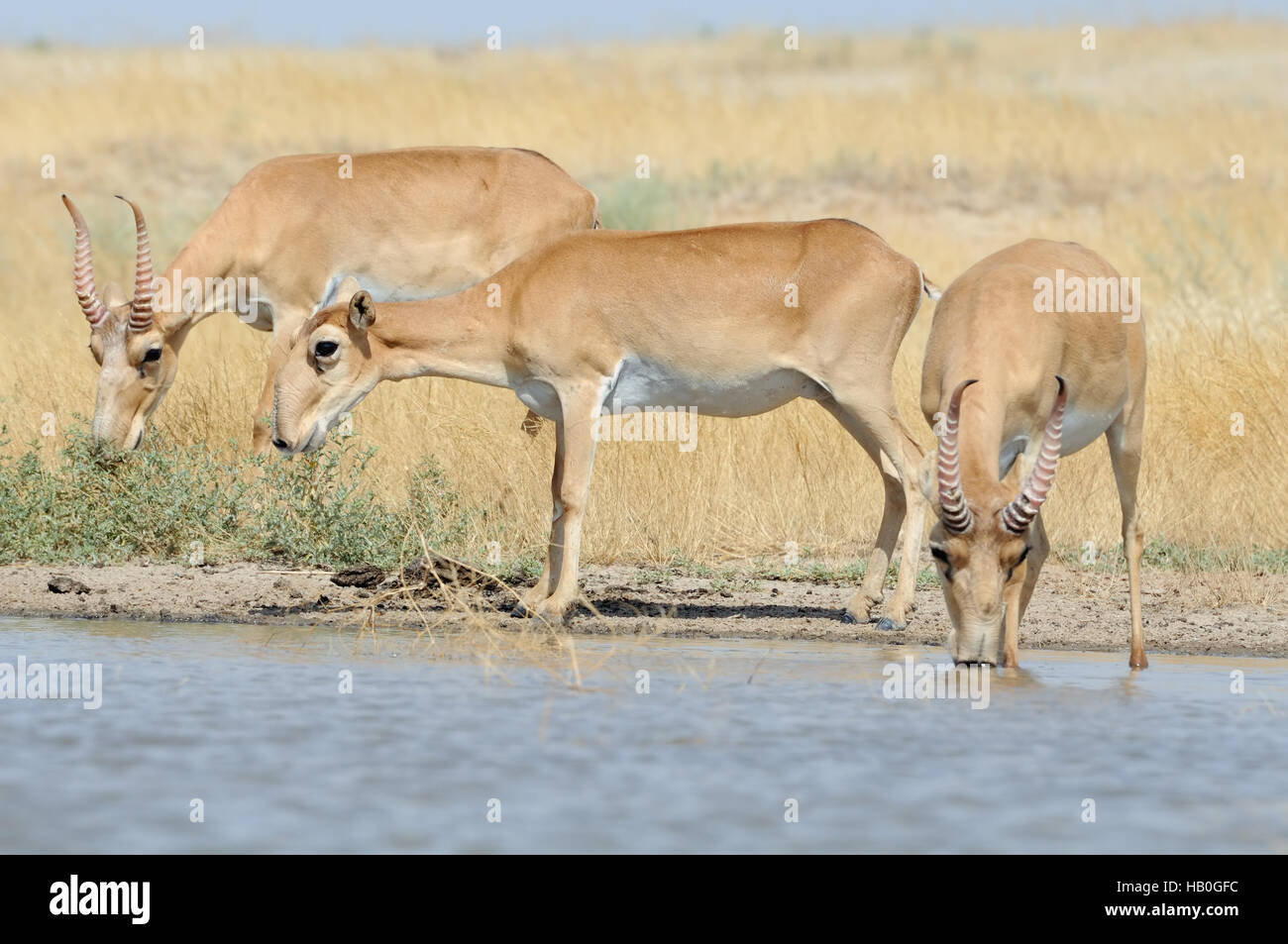 Wild Saiga antelopes (Saiga tatarica) at the watering place in the steppe. Federal nature reserve Mekletinskii, Kalmykia, Russia, August, 2015 Stock Photo