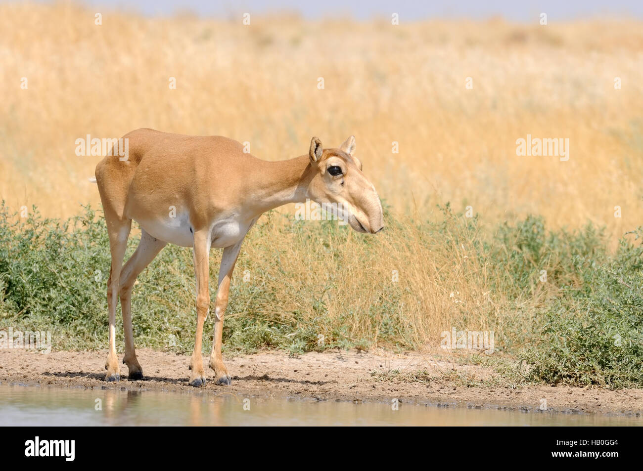 Wild female Saiga antelope (Saiga tatarica) at the watering place in the steppe. Federal nature reserve Mekletinskii, Kalmykia, Russia, August, 2015 Stock Photo