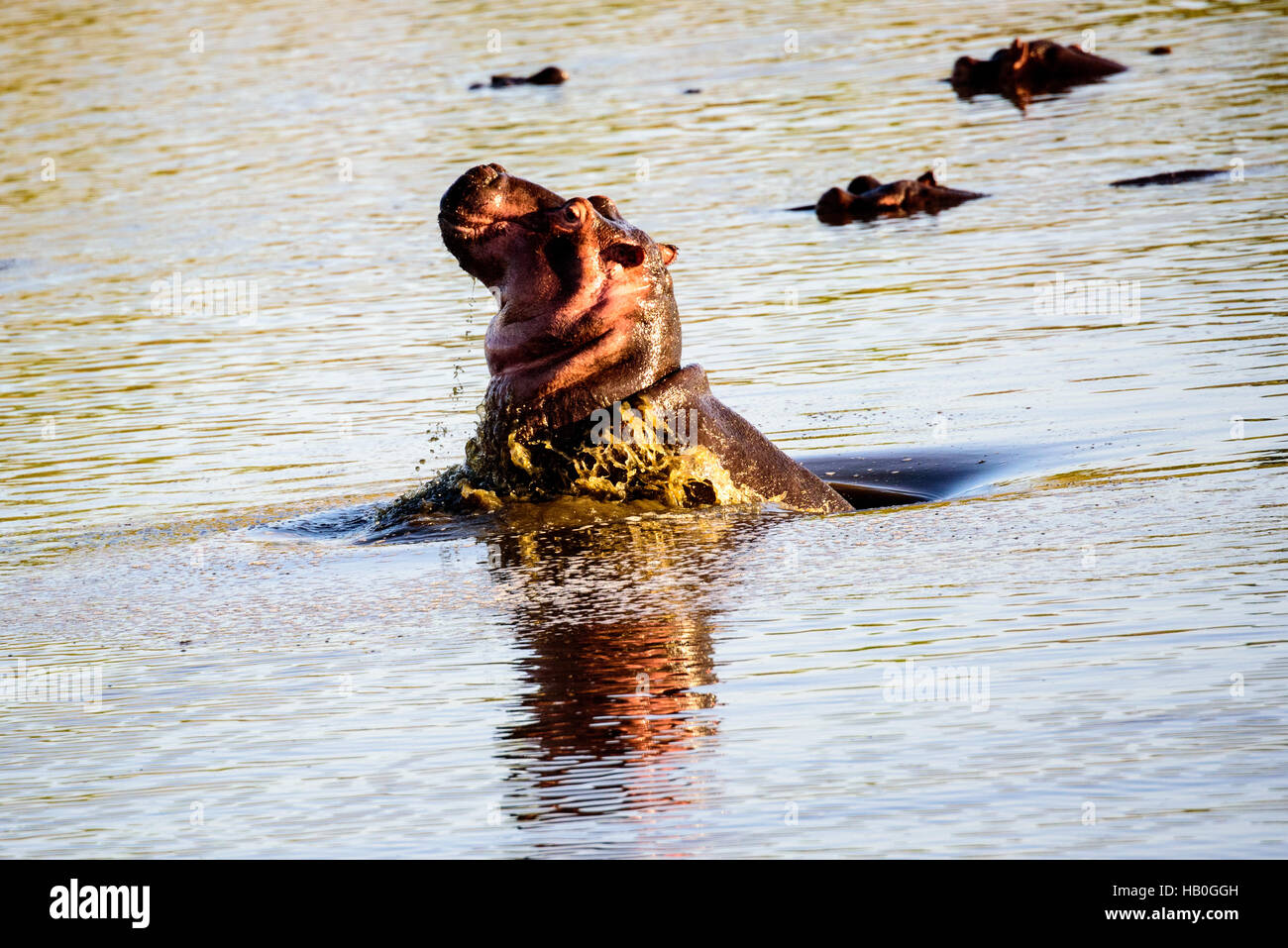 Porpoising hippo Stock Photo