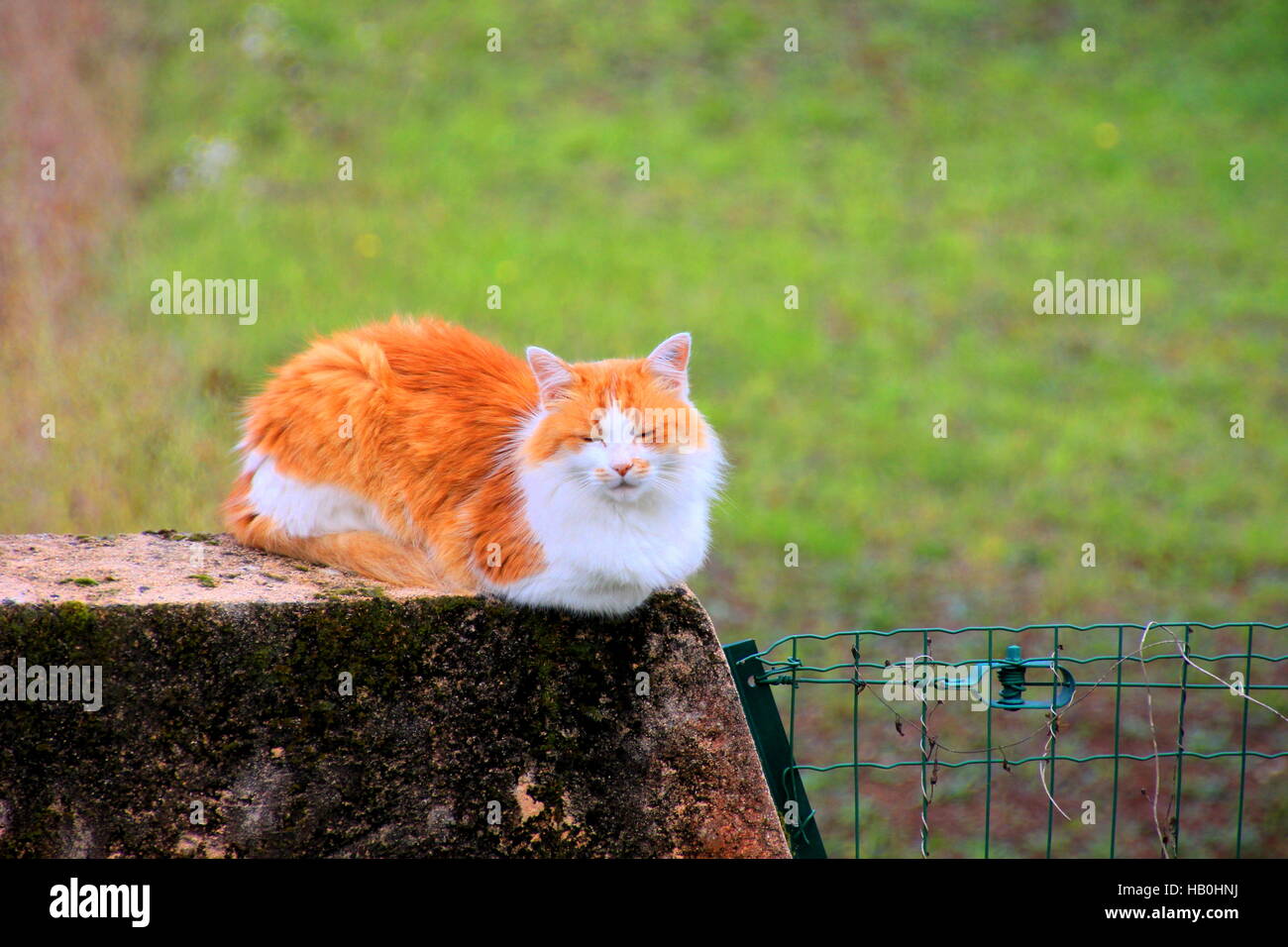 Ginger Cat with long hair is sitting on a wall Stock Photo - Alamy