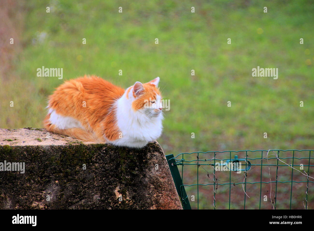 Ginger Cat with long hair is sitting on a wall Stock Photo - Alamy