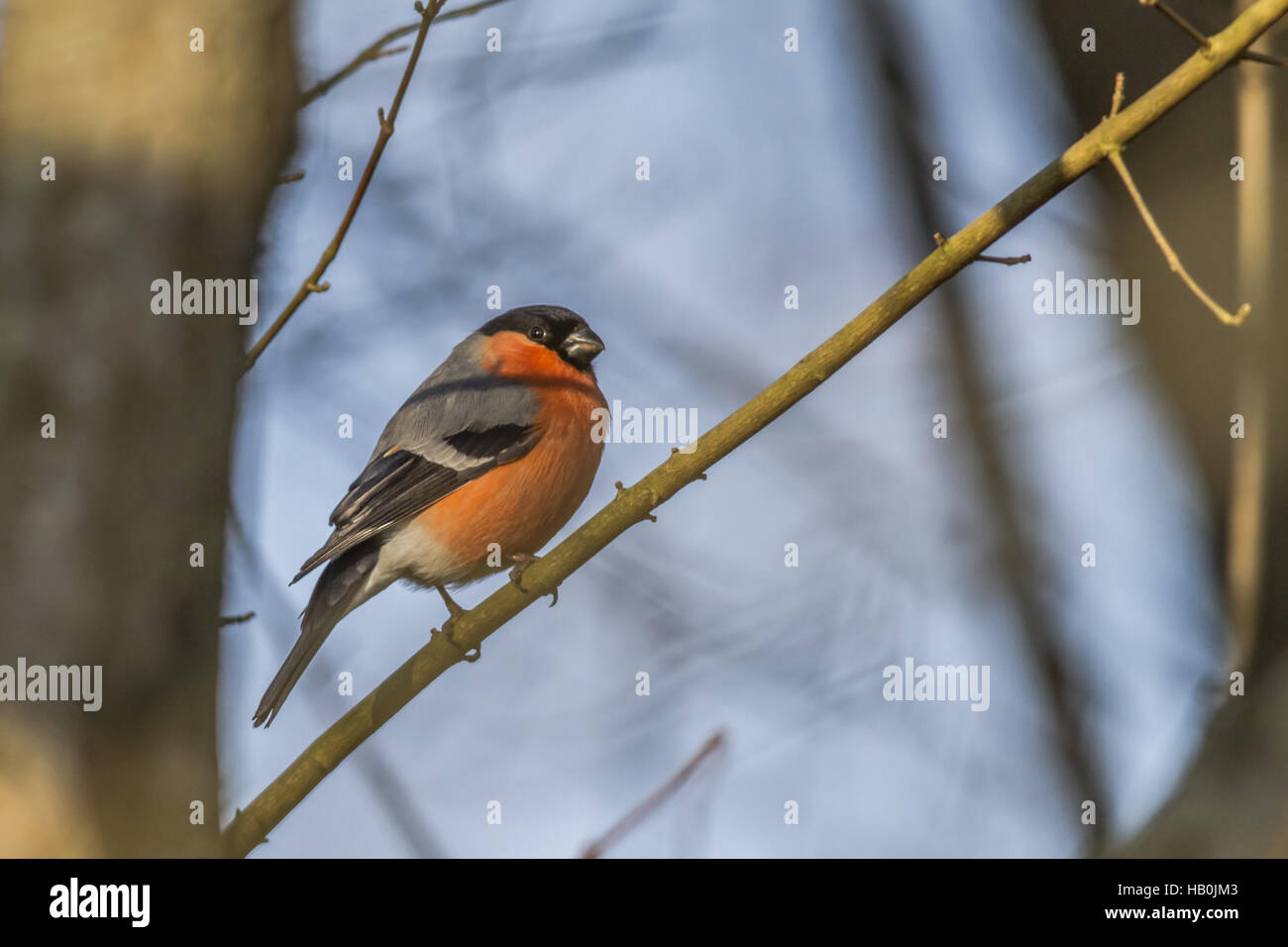 Bullfinch (Pyrrhula pyrrhula) Stock Photo