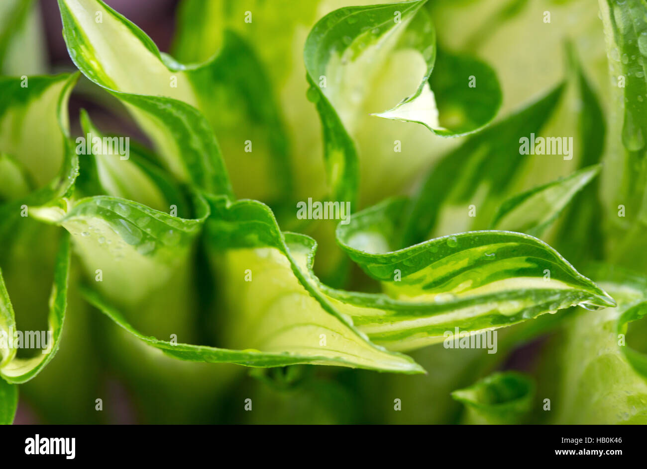 Green leaves with water drops. Stock Photo