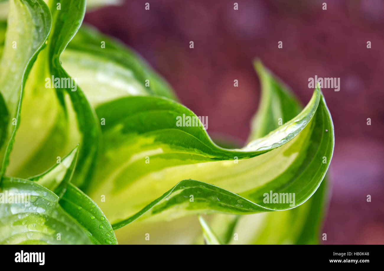 Green leaves with water drops. Stock Photo