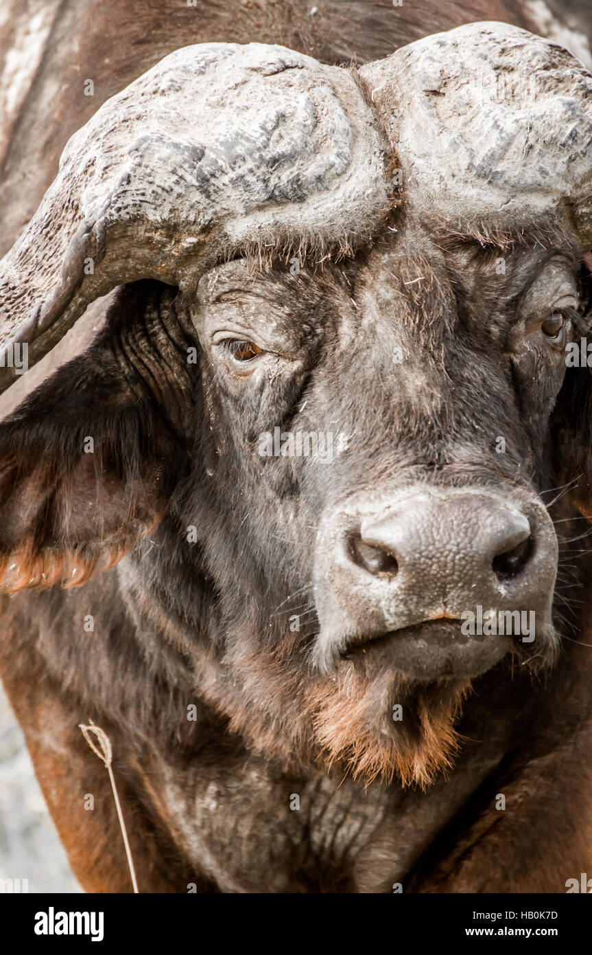 Portrait of a Buffalo Stock Photo