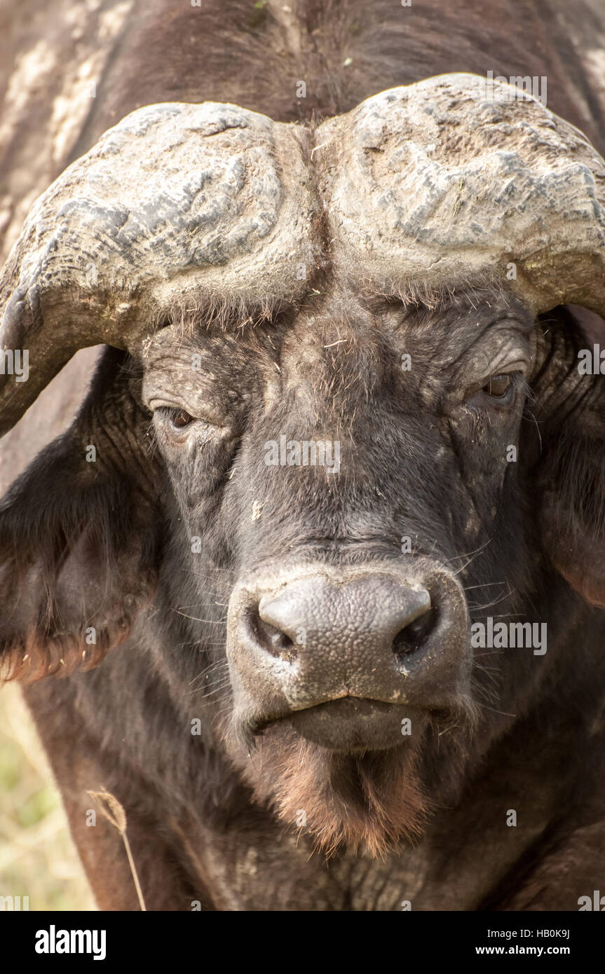 Up Close Portrait of a Buffalo Stock Photo