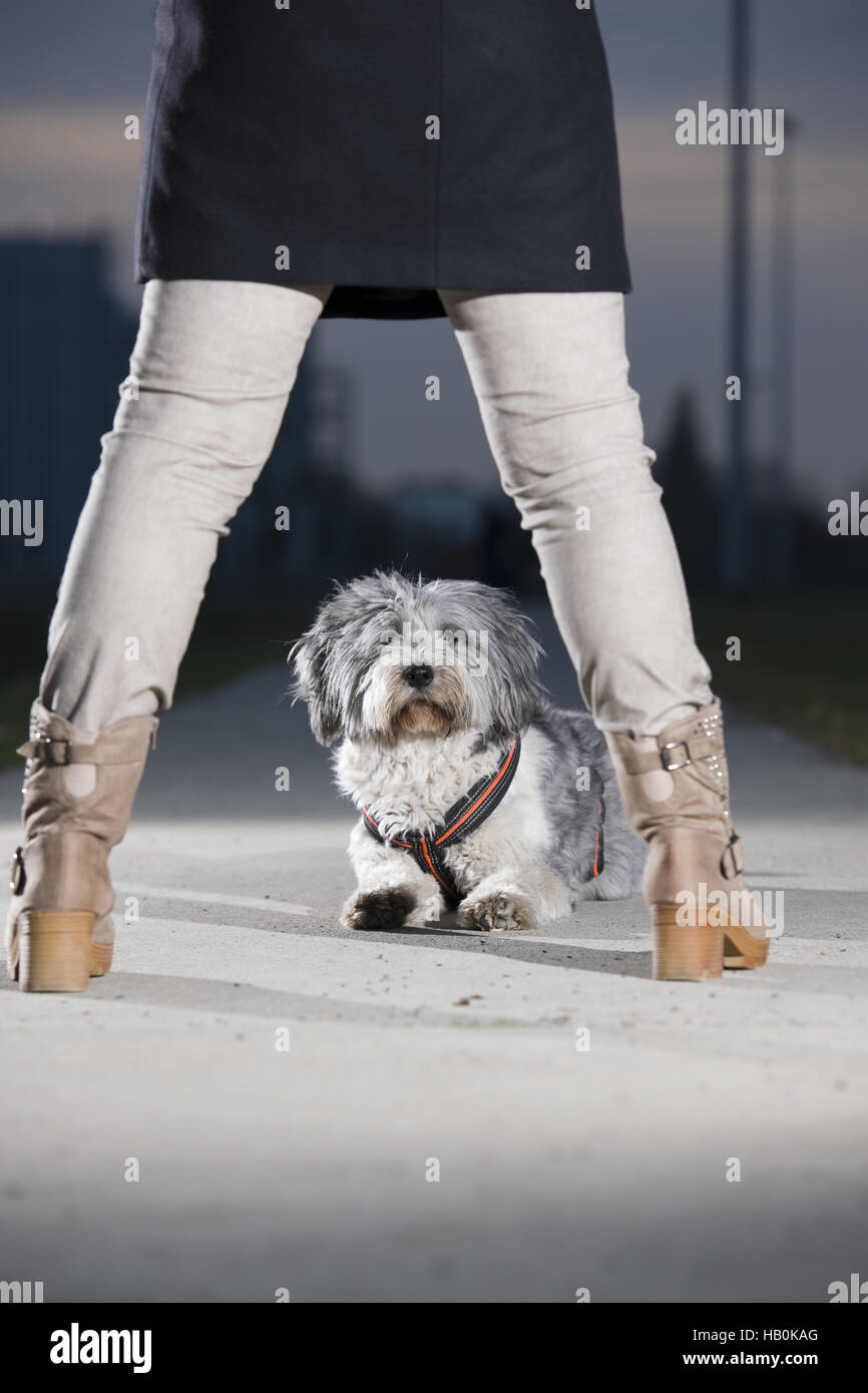 Dog between legs hires stock photography and images Alamy