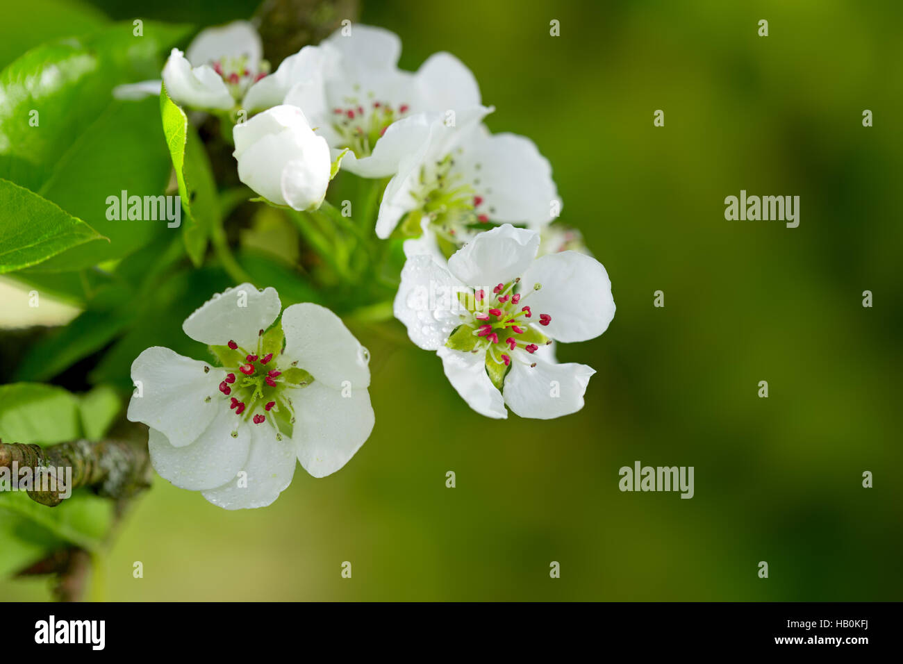 Pear tree blossoms in the spring garden. Stock Photo