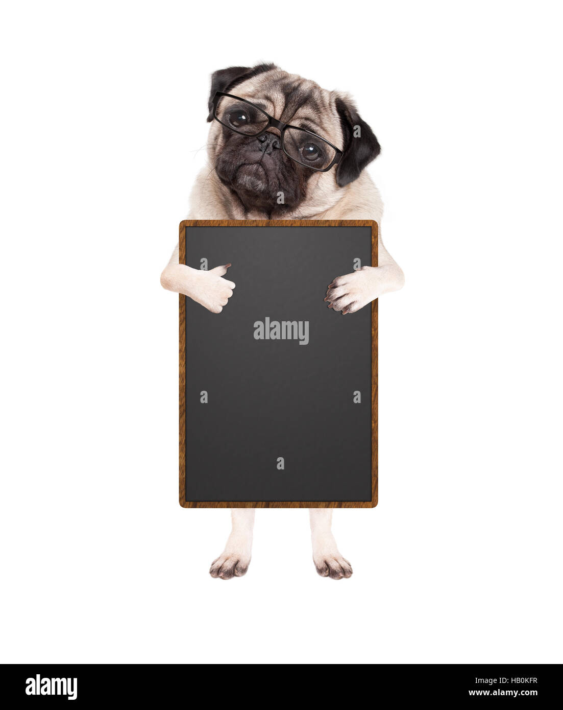 cute pug puppy dog with glasses, standing up holding blank blackboard sign giving  like with thumb, isolated on white background Stock Photo