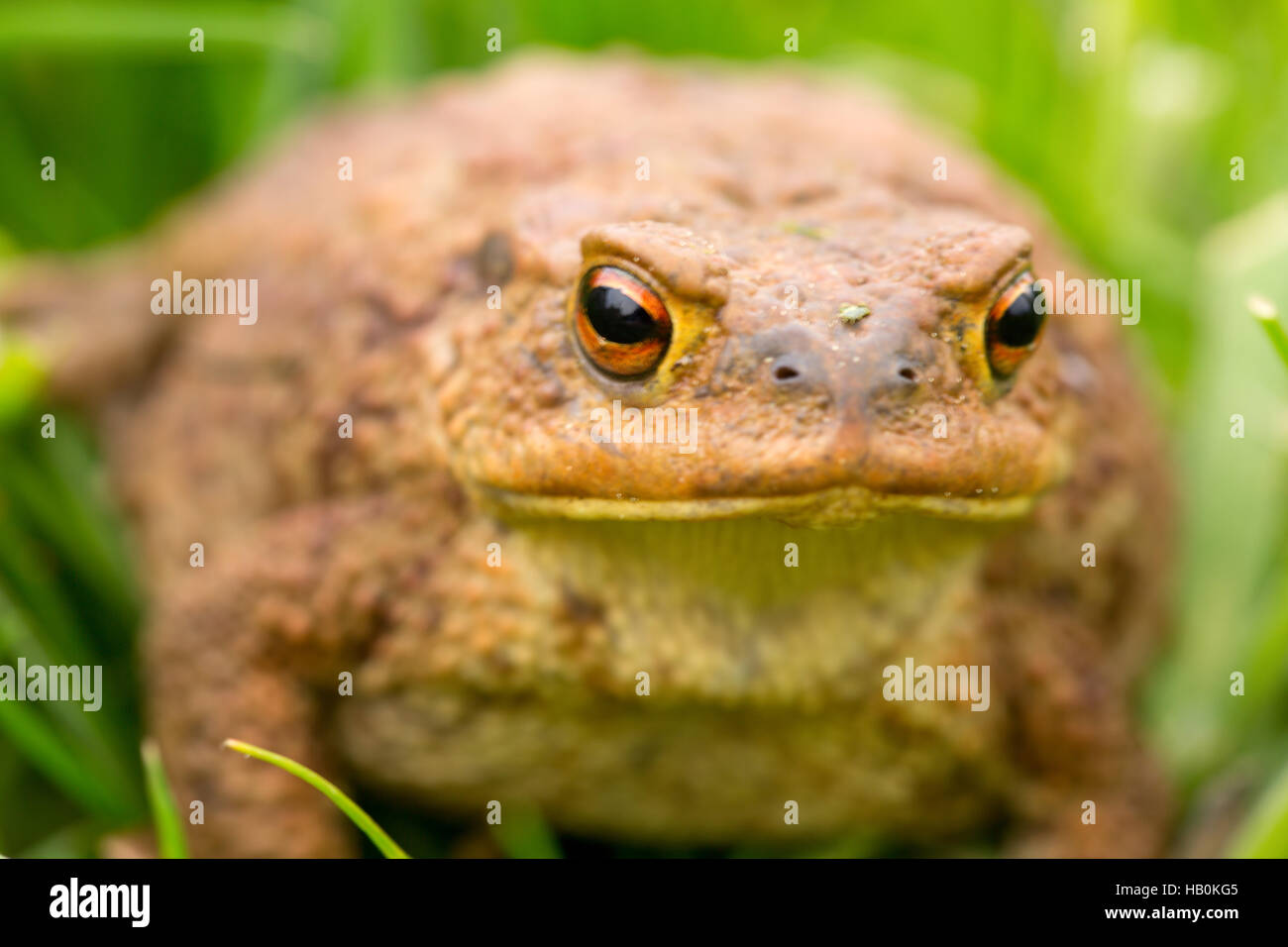 Big frog in summer meadow. Stock Photo