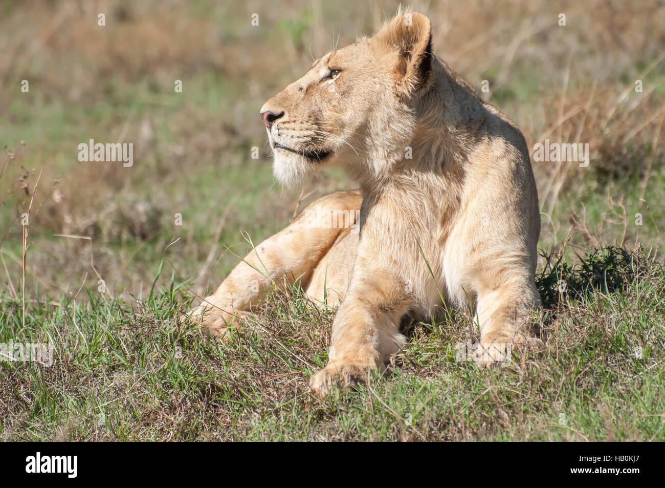 Lioness Up Close in Short Grass Stock Photo
