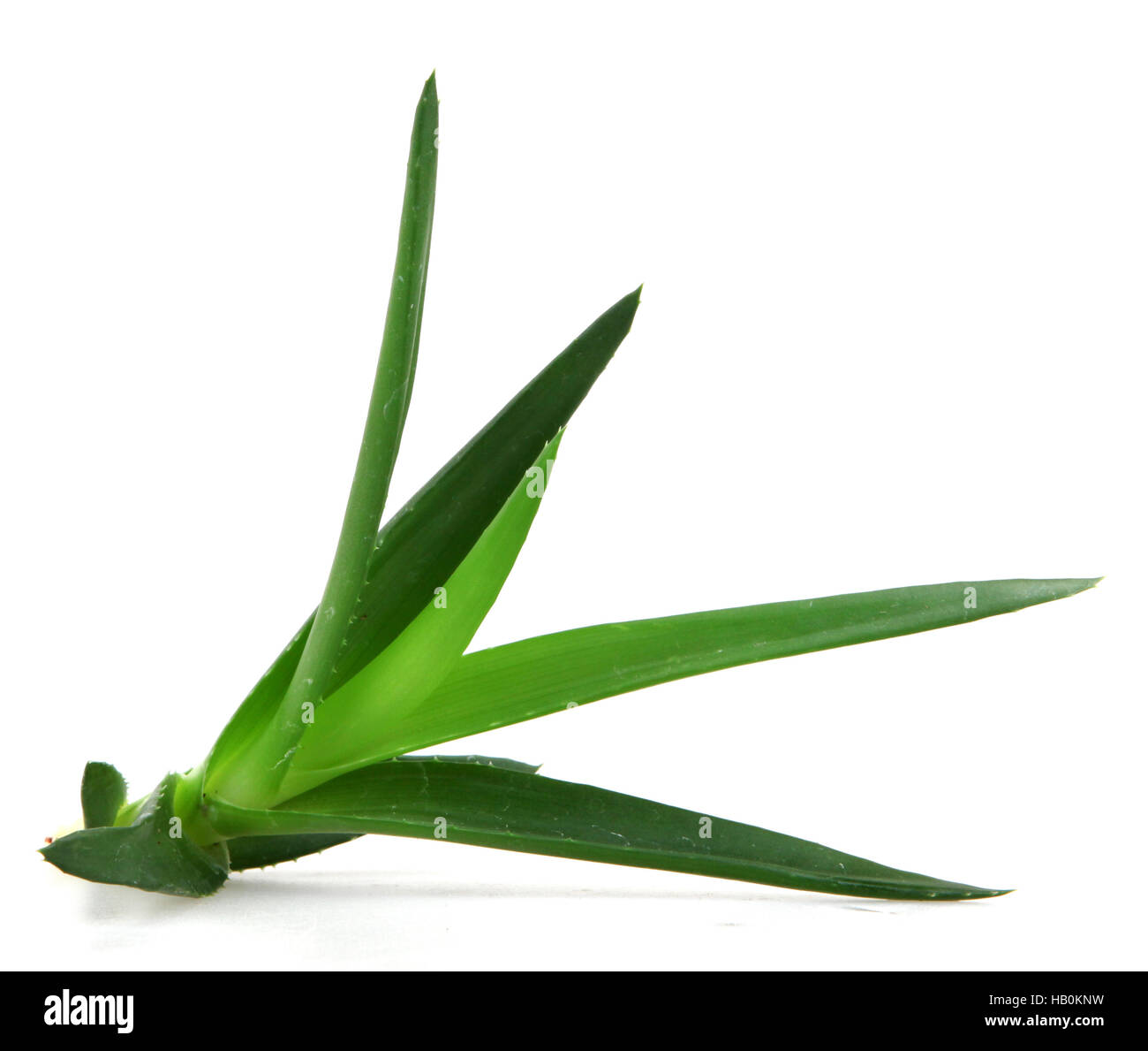 Aloe vera plant Stock Photo Alamy