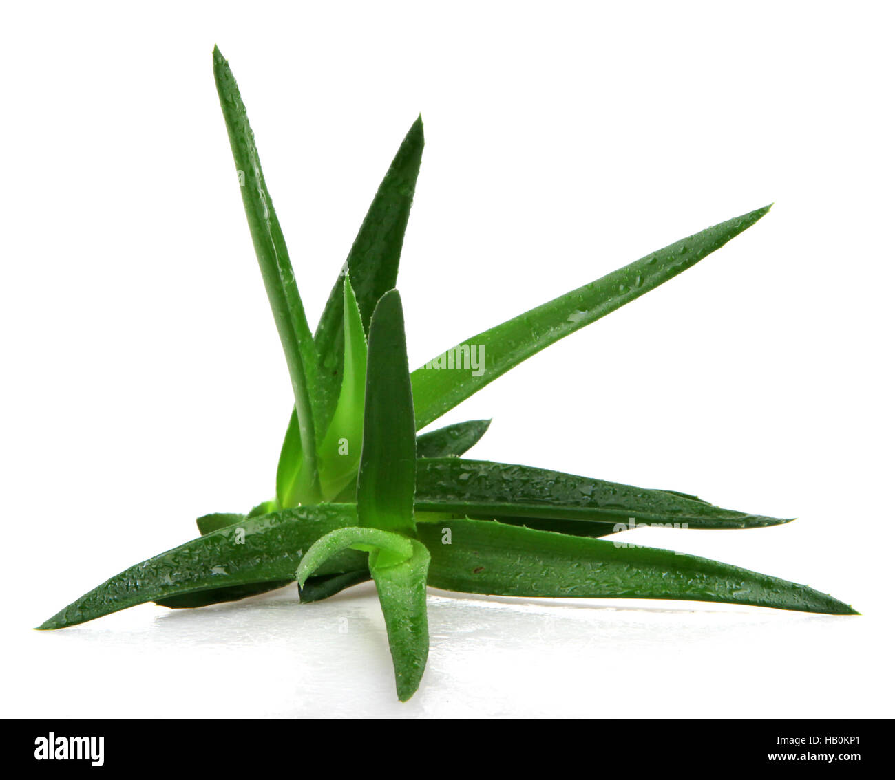 Aloe vera plant Stock Photo Alamy