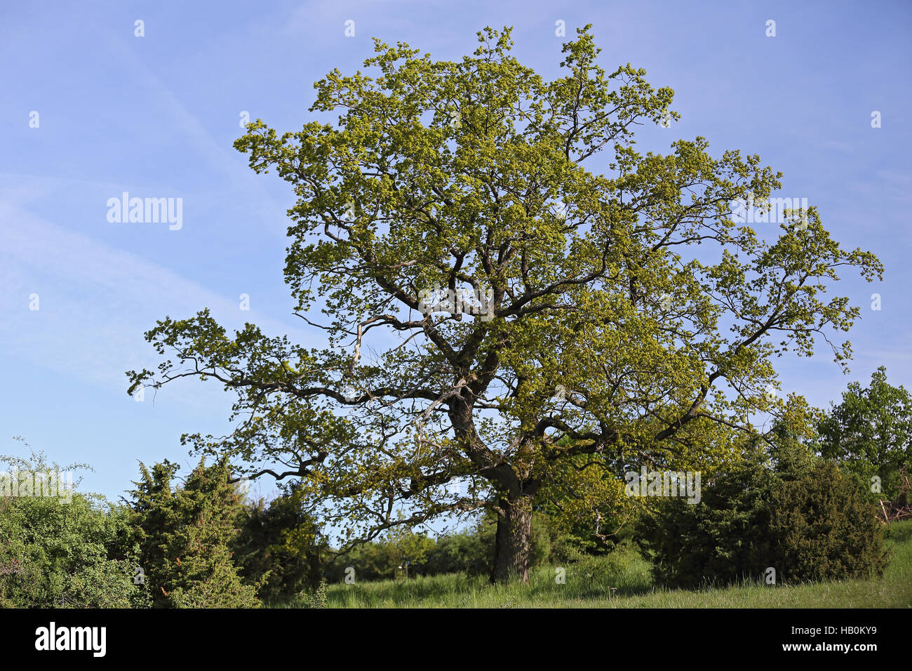Quercus petraea, sessile oak, Bavaria, DE Stock Photo