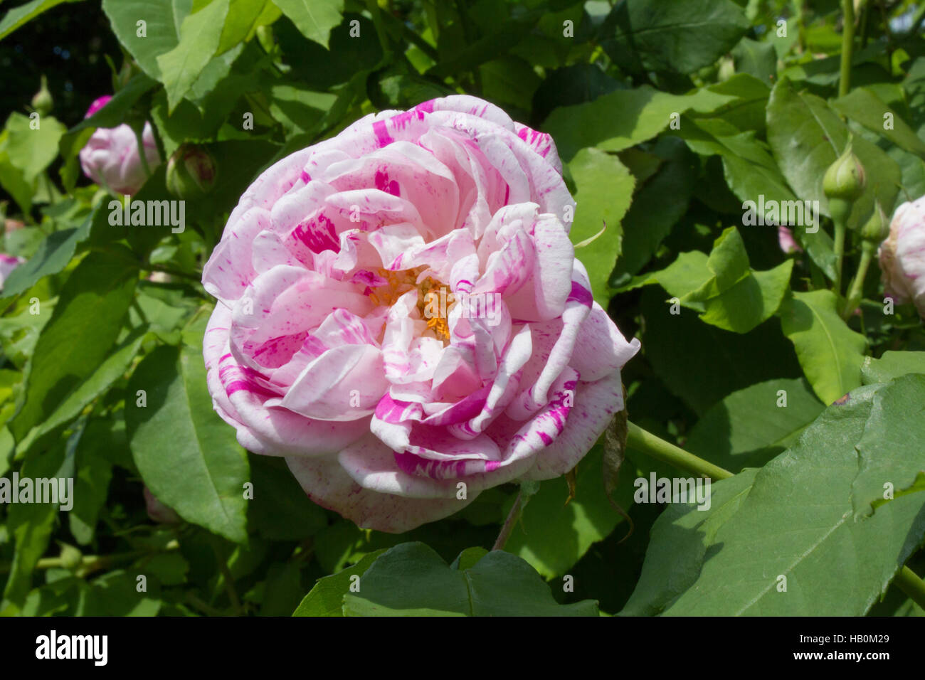 Rosa gallica versicolor Stock Photo