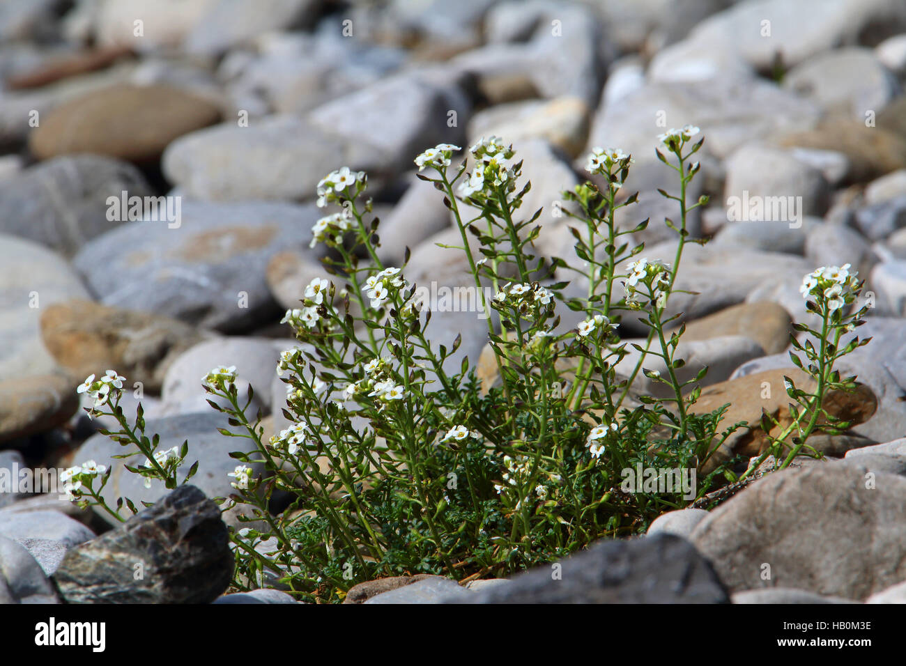 Hornungia alpina Stock Photo