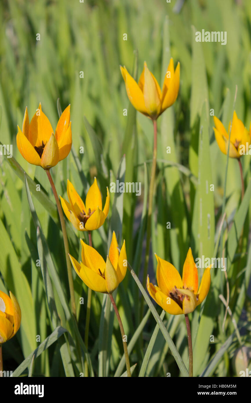 Wild tulip (Tulipa sylvestris) in yellow Stock Photo