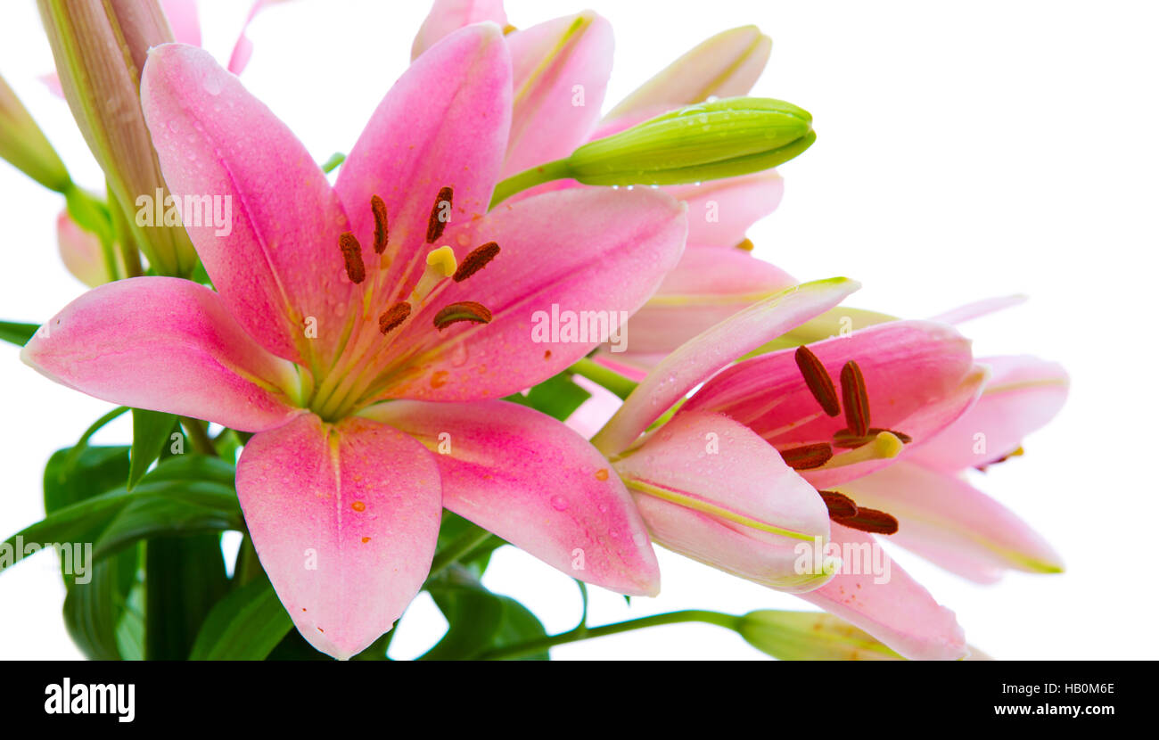 Lily with pink flowers hi-res stock photography and images - Alamy