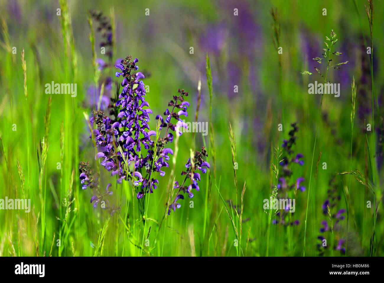 Meadow Sage Salvia Pratensis Stock Photo Alamy meadow-sage-salvia-pratensis-stock-photo-alamy