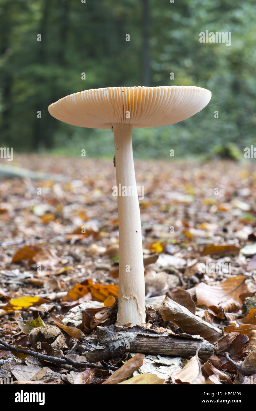 Amanita Gemmata mushroom Stock Photo
