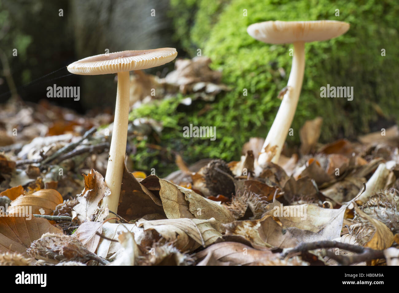 Amanita Gemmata mushrooms Stock Photo