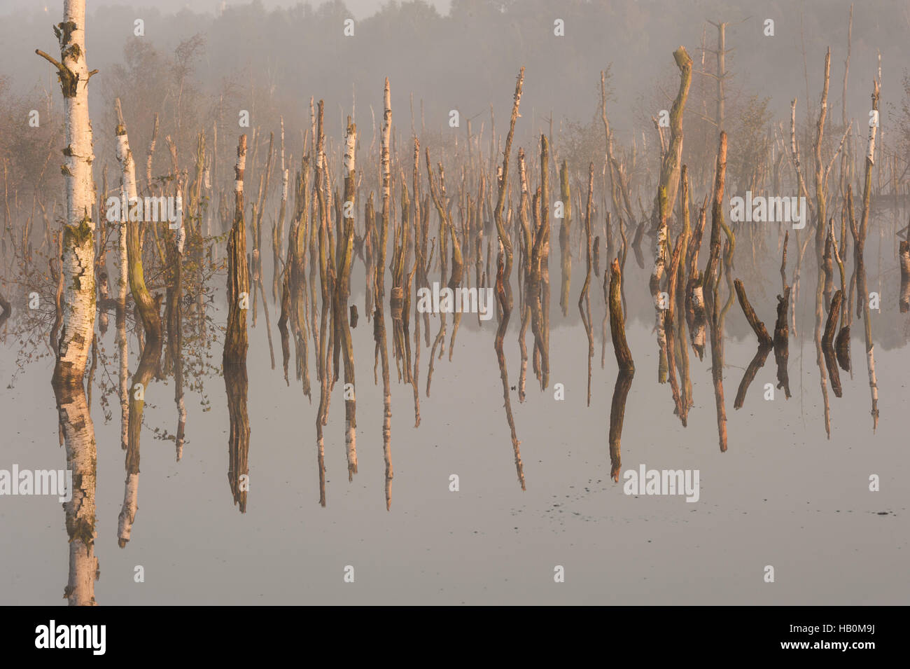 Swamp in Germany Stock Photo Alamy